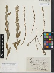 Foto von Salix repens L.